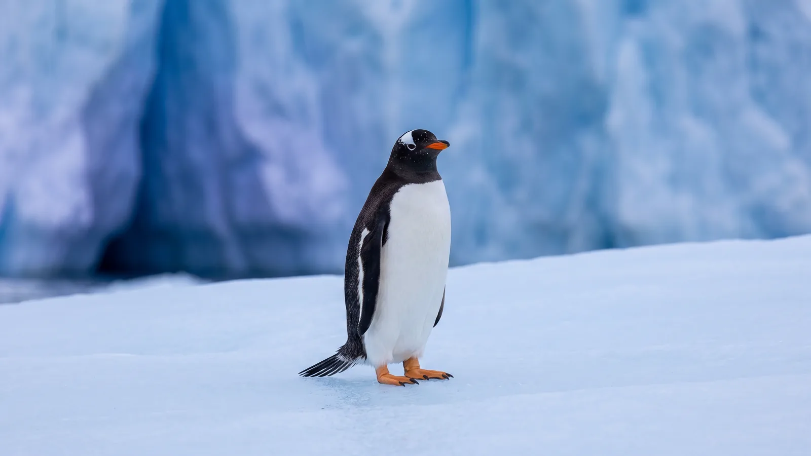 淡い青の氷の上に立つジェンツーペンギン、背後にぼやけた青い氷河の壁。