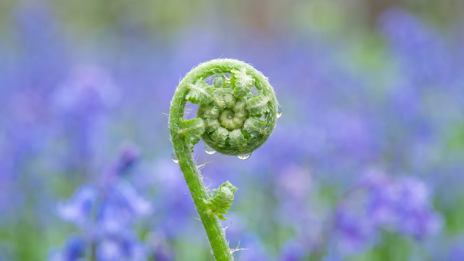 A young fern frond unfurls its spiral, beaded with raindrops, in front of a soft blur of bluebells.