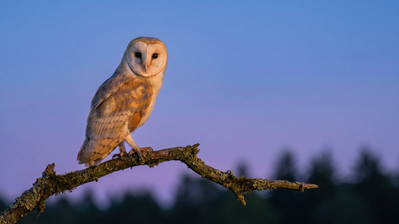青い夕暮れの空を背に、枝にとまったメンフクロウがこちらを見つめている。